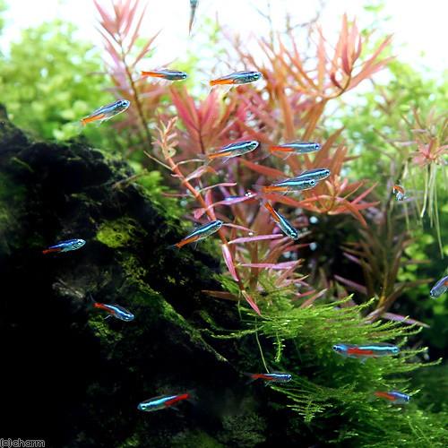 (熱帯魚)ネオンテトラ(10匹) +ゴールデンハニーレッド・ドワーフグラミー(2匹) 北海道・九州航空便要保温|chanet|02
