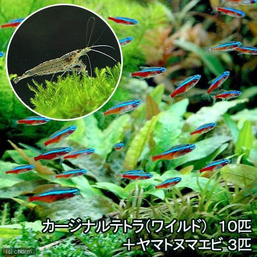 美発色カージナルテトラ　ワイルド入り カージナルテトラ WILD（ブラジル）まとめ買いがお得！｜小型カラシン