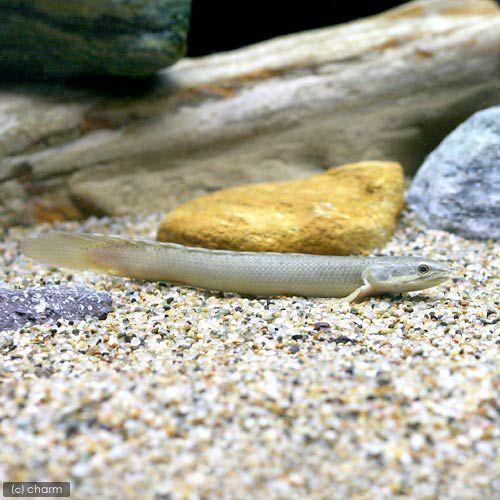 WILDセネガルス (ナイジェリア産) 熱帯魚）ポリプテルス・セネガルス ナイジェリア産 18〜22cm