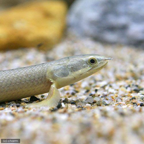 熱帯魚）ポリプテルス・セネガルス ナイジェリア産 18〜22cm 