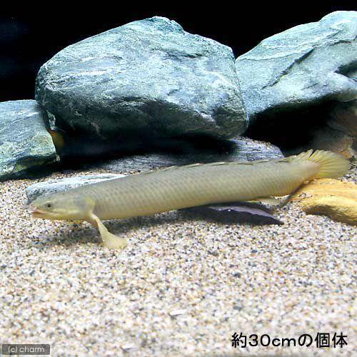 熱帯魚）ポリプテルス・セネガルス ナイジェリア産 18〜22cm