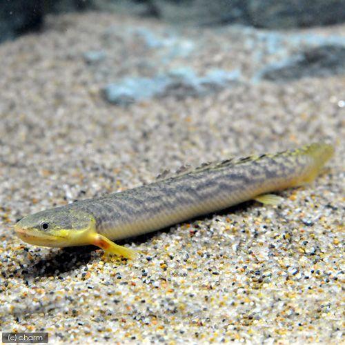 （熱帯魚）ポリプテルス・パルマス・ブュティコフェリー　ギニア産　（ワイルド）（１匹）　北海道・九州航空便要保温