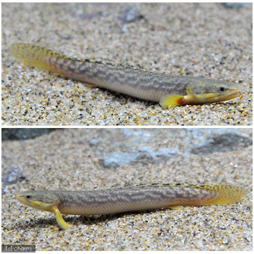 （熱帯魚）ポリプテルス・パルマス・ブュティコフェリー　ギニア産　（ワイルド）（１匹）　北海道・九州航空便要保温