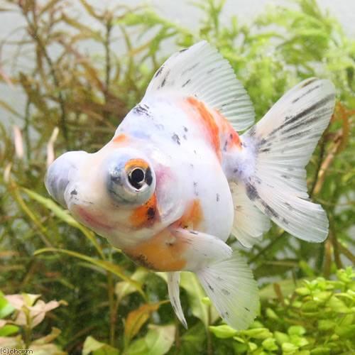 金魚）キャリコ出目金（キャリコデメキン） ショートテール（外国産