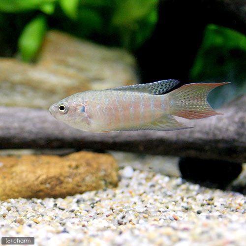 パラダイスフィッシュゴールデン2匹