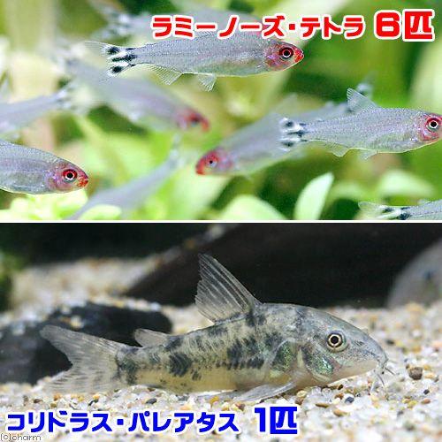 （熱帯魚）ラミーノーズ・テトラ（ブリード）（６匹）＋コリドラス・パレアタス（１匹）　北海道・九州航空便要保温｜chanet