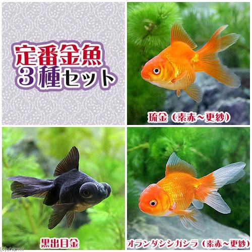 （国産金魚）定番金魚３種セット（各１匹）｜chanet