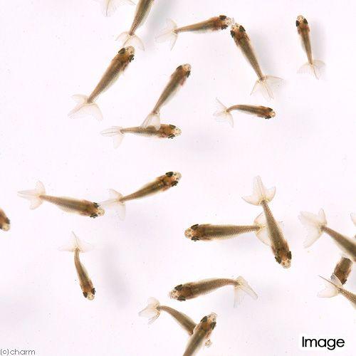 らんちゅう他 国産金魚）協会系らんちゅう 青仔〜黒仔（5匹） : チャーム charm