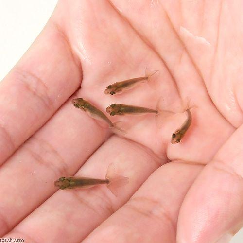 協会系らんちゅう　　新仔10匹 国産金魚）協会系らんちゅう 青仔〜黒仔（5匹） : チャーム charm
