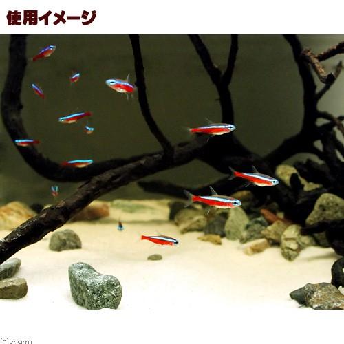 Leaf Corp インスタントブラックウォーター作成キット（1個