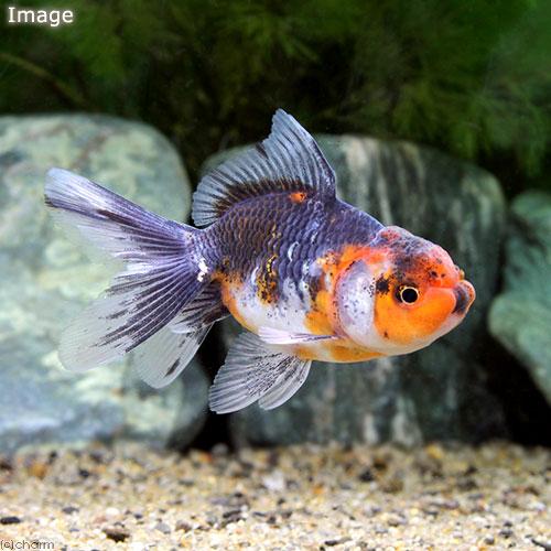 （入荷未定）（国産金魚）五色東錦 志村養魚場産（1匹） : チャーム charm ヤフー店 - 通販 - Yahoo!ショッピング
