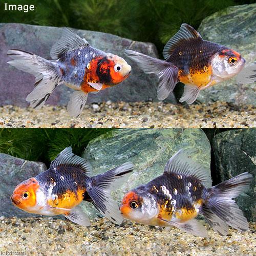 （国産金魚）五色東錦（1匹） : 149042 : チャーム charm ヤフー店 - 通販 - Yahoo!ショッピング