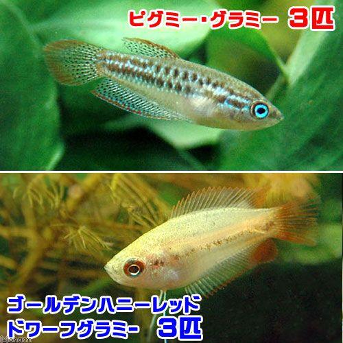 New Arrival 熱帯魚 ゴールデンハニーレッド ドワーフグラミー ３匹 ピグミー グラミー 北海道 九州 沖縄航空便要保温1 490円