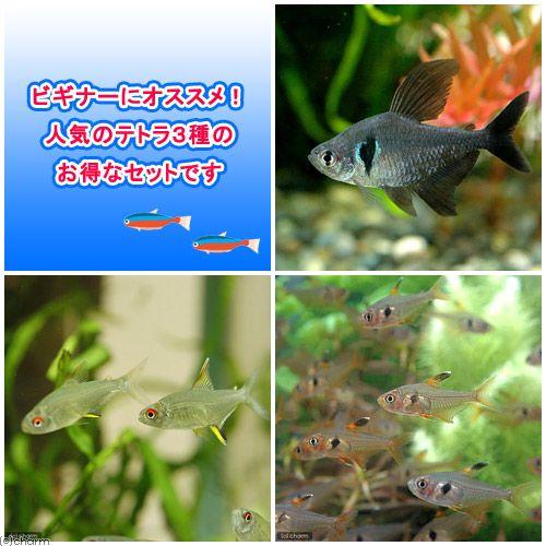 熱帯魚 テトラ３種セット ブラックファントム テトラ レッドファントム テトラ ブリード レモン テトラ 各３匹 北海道 九州航空便要保温 チャーム Charm Paypayモール店 通販 Paypayモール