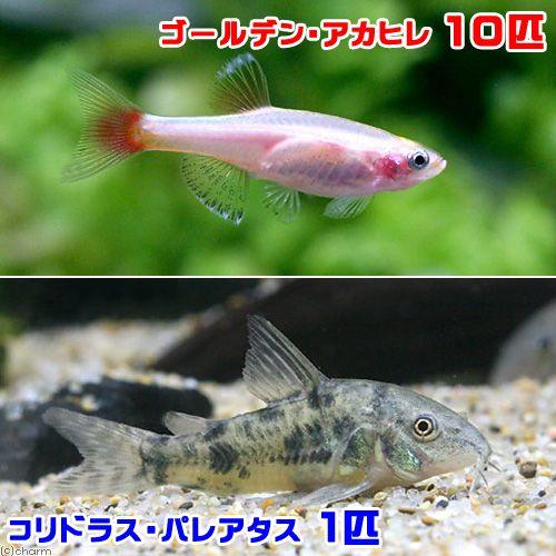 メイルオーダー 熱帯魚 ゴールデンアカヒレ １０匹 コリドラス パレアタス １匹 北海道航空便要保温1 2円 Aynaelda Com