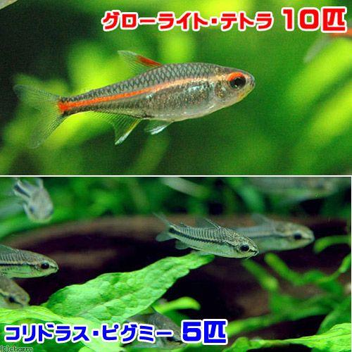 熱帯魚 グローライト テトラ １０匹 コリドラス ピグミー ５匹 北海道 九州 沖縄航空便