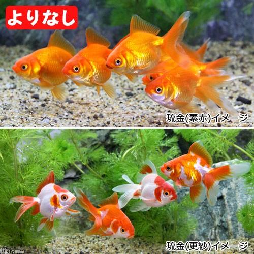 国産金魚 よりなし 無選別 高額売筋 琉金 １０匹 素赤 更紗