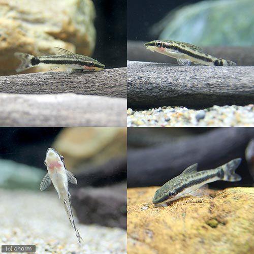 (熱帯魚)(水草)オトシンクルス(3匹) + おまかせブセファランドラ1株付きミニ流木(無農薬)(1個) 北海道・九州航空便要保温|chanet|02