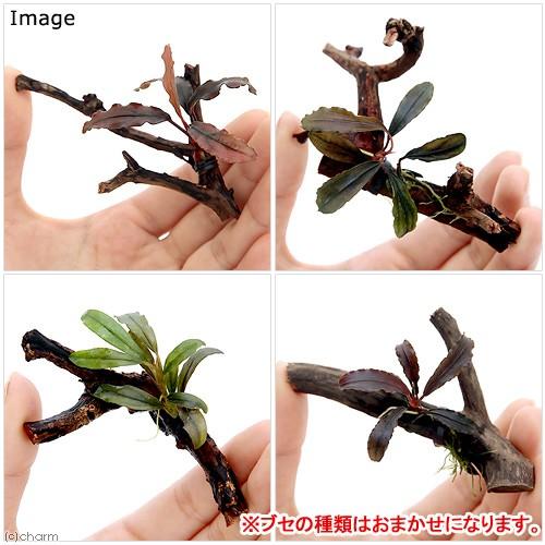 休日 熱帯魚 水草 オトシンクルス ３匹 おまかせブセファランドラ１株付きミニ流木 無農薬 １個 北海道航空便要保温2 340円 Aynaelda Com