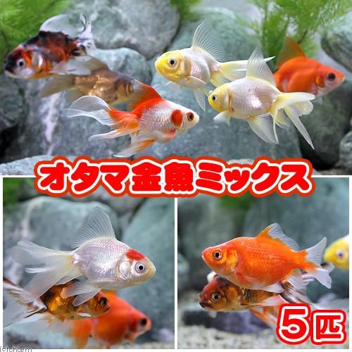 （国産金魚）オタマ金魚ミックス（５匹）｜chanet｜02