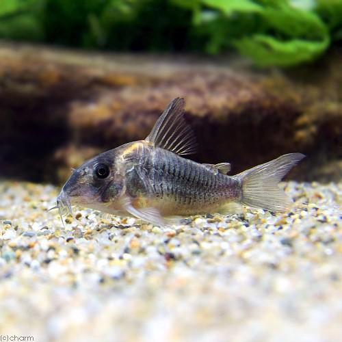 正規品 熱帯魚 コリドラス ショートノーズルイーザ ワイルド １匹 沖縄別途送料 北海道 九州航空便要保温 100 本物保証 Aleefsurgical Com