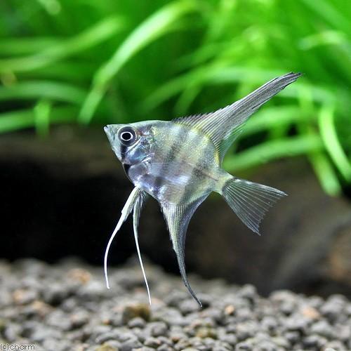 熱帯魚）スカラレ・エンゼルフィッシュ ペルー Sサイズ（ワイルド