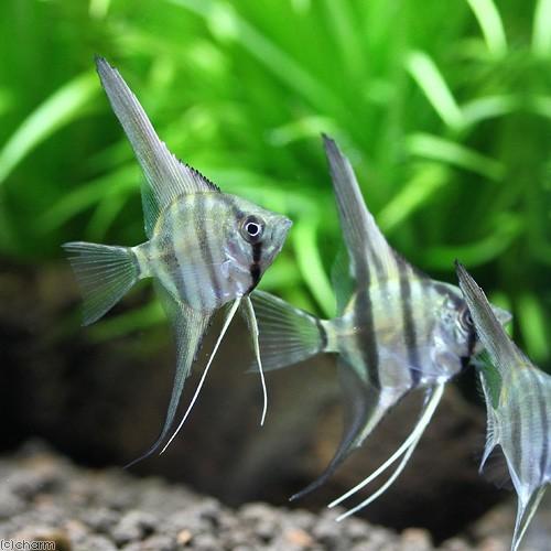 熱帯魚）スカラレ・エンゼルフィッシュ ペルー Sサイズ（ワイルド