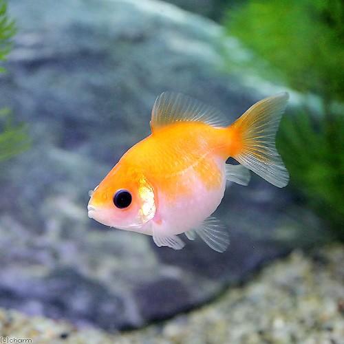国産金魚）ピンポンパール（3匹） : チャーム charm ヤフー店 - 通販