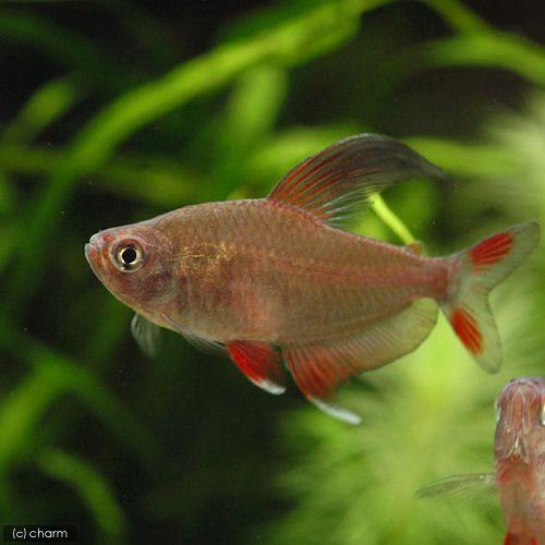 熱帯魚 ロージー テトラ ６匹 北海道航空便要保温 Divinelydolce Com