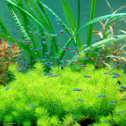(熱帯魚)カージナルテトラ(ワイルド)(10匹) 北海道・九州航空便要保温|chanet|02