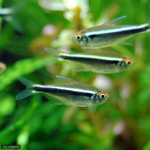 正規販売店 熱帯魚 ブラック ネオン １０匹 北海道航空便要保温 新品未使用