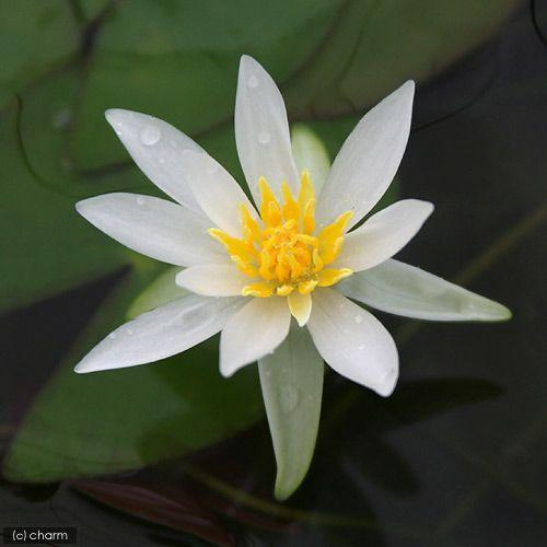 21年春の ビオトープ 睡蓮 ヒツジグサ １ポット 浮葉植物