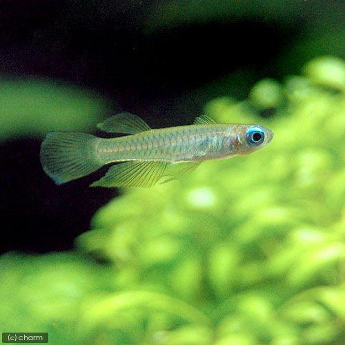 （入荷未定）（熱帯魚）アフリカン・ランプアイ（ワイルド）（６匹）　北海道・九州航空便要保温 | チャーム（ペット）