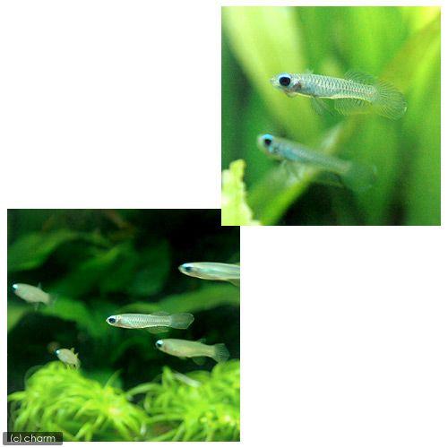 （入荷未定）（熱帯魚）アフリカン・ランプアイ（ワイルド）（６匹）　北海道・九州航空便要保温 | チャーム（ペット） | 01