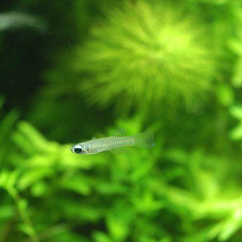 （入荷未定）（熱帯魚）アフリカン・ランプアイ（ワイルド）（６匹）　北海道・九州航空便要保温 | チャーム（ペット） | 02