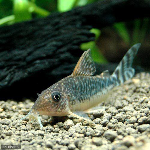 チャーム（charm） （熱帯魚）コリドラス・ロングノーズゴッセイ
