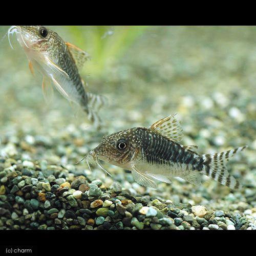 チャーム（charm） （熱帯魚）コリドラス・ロングノーズゴッセイ