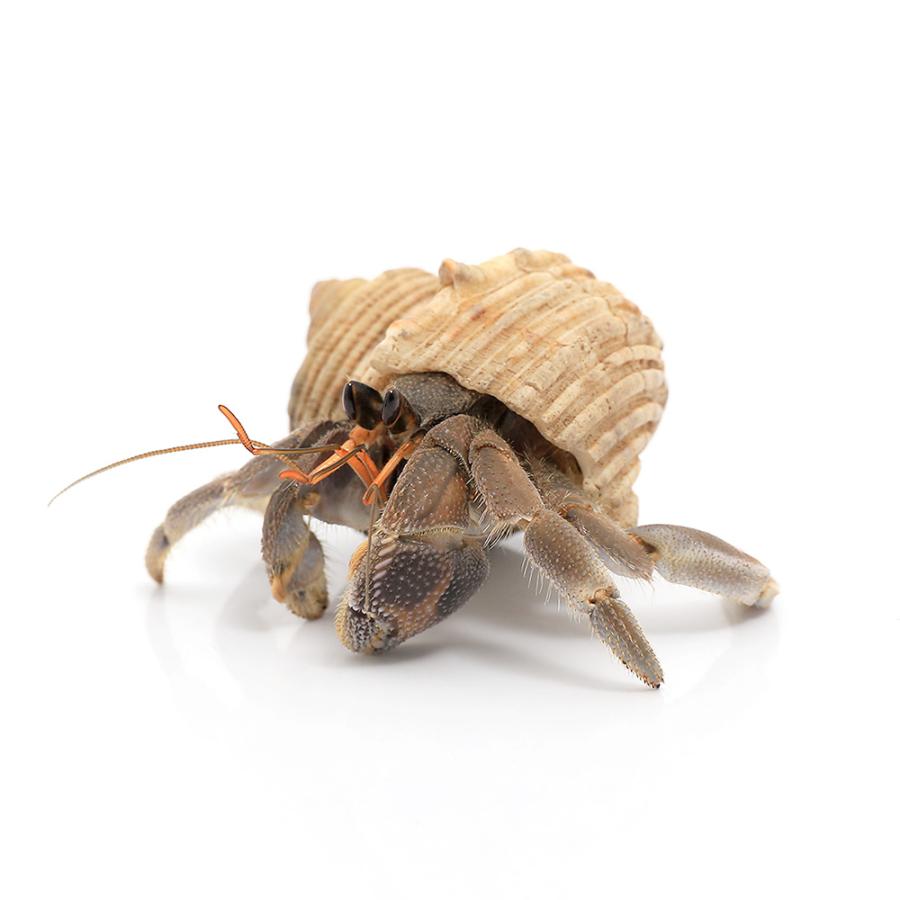 オカヤドカリ ｓｍ ｍサイズ おまかせカラー 海外並行輸入正規品 １匹