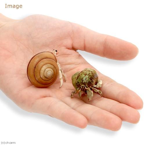 オカヤドカリ ｓｍ ｍサイズ おまかせカラー 海外並行輸入正規品 １匹