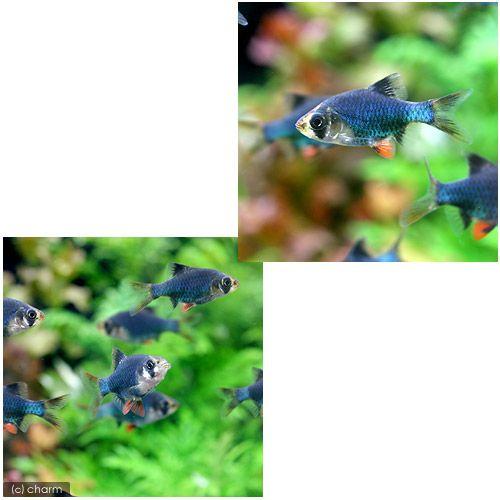 （熱帯魚）グリーン・スマトラ（６匹）　北海道・九州航空便要保温 | チャーム（ペット） | 01