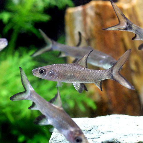 チャーム（charm） （熱帯魚）シルバー・シャーク（3匹） 北海道