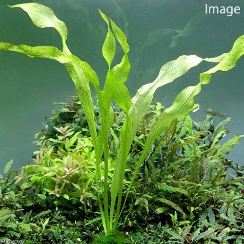 アフリカンオテリア　大株　2011年入手 チャーム（charm） （水草）アフリカンオテリア（無農薬）（1株