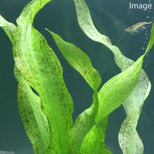 チャーム（charm） （水草）アフリカンオテリア（無農薬）（1株