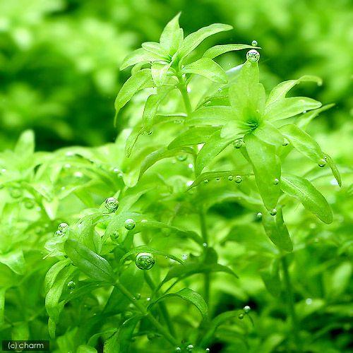 ショップ 水草 パールグラス 水中葉 無農薬 ５本