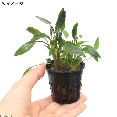 チャーム（charm） （水草）クリプトコリネ ベケッチー（1ポット分