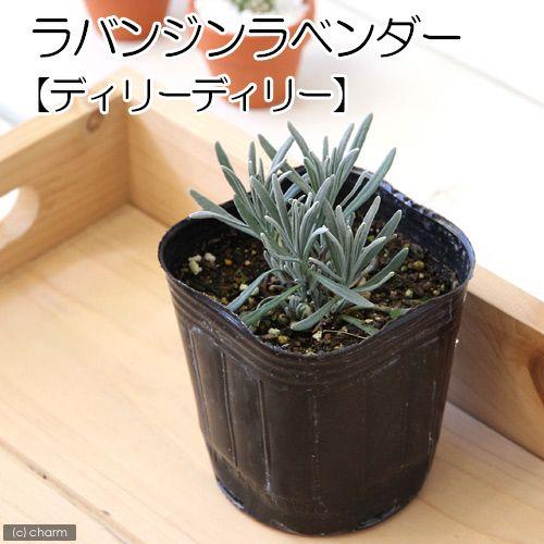 （観葉植物）ハーブ苗　ラベンダー　ラバンジン　デイリーデイリー　３号（１ポット）　家庭菜園｜chanet