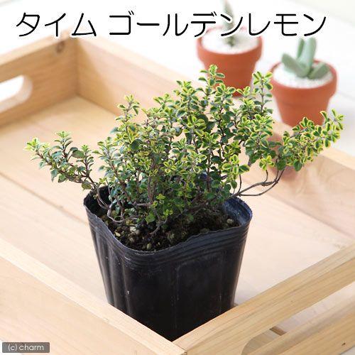 観葉植物 ハーブ苗 タイム ゴールデンレモン ３号 １ポット 家庭菜園 料理 ティー チャーム Charm Paypayモール店 通販 Paypayモール