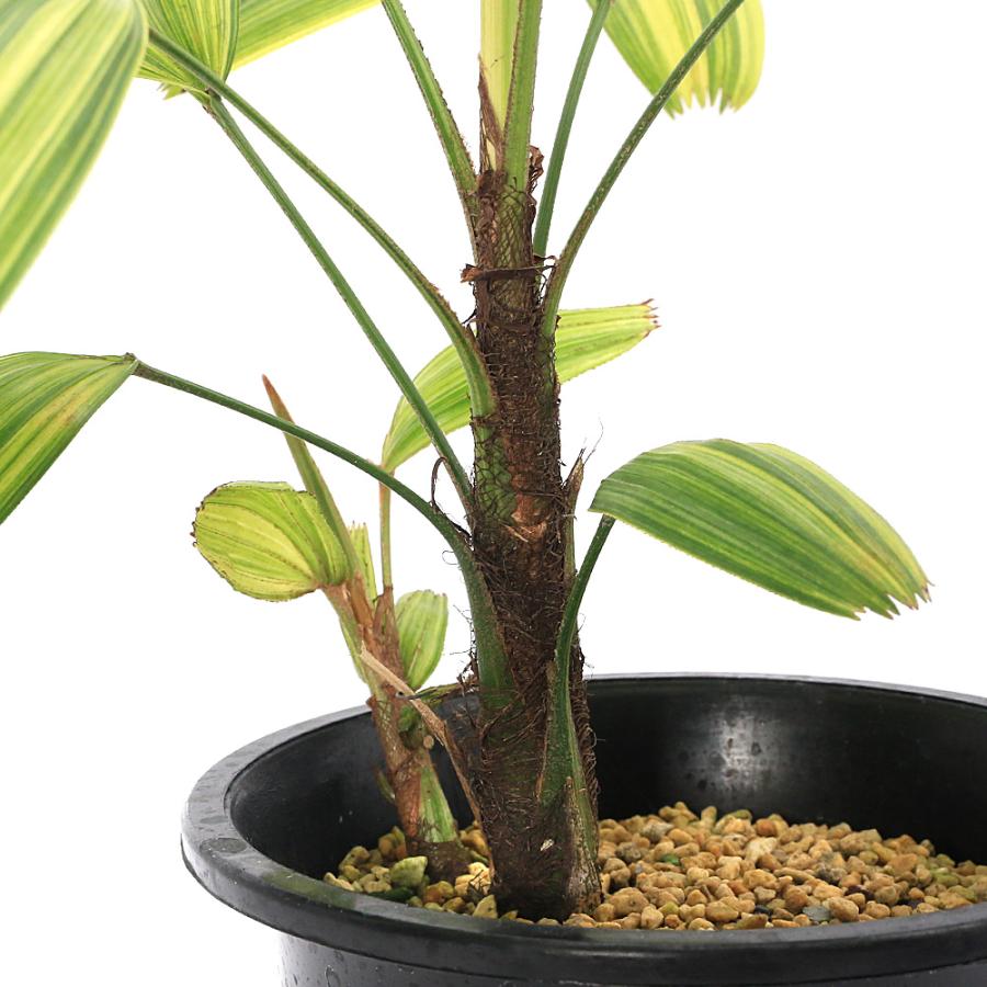 チャーム（charm） （観葉植物）ヤシ カンノンチク（観音竹） 綾錦 4