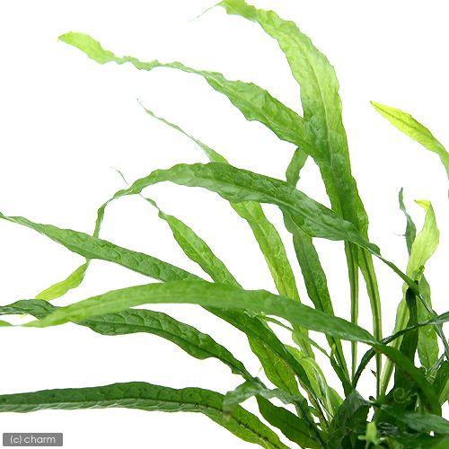 チャーム（charm） （水草）ミクロソリウム ナロー（トロピカポット