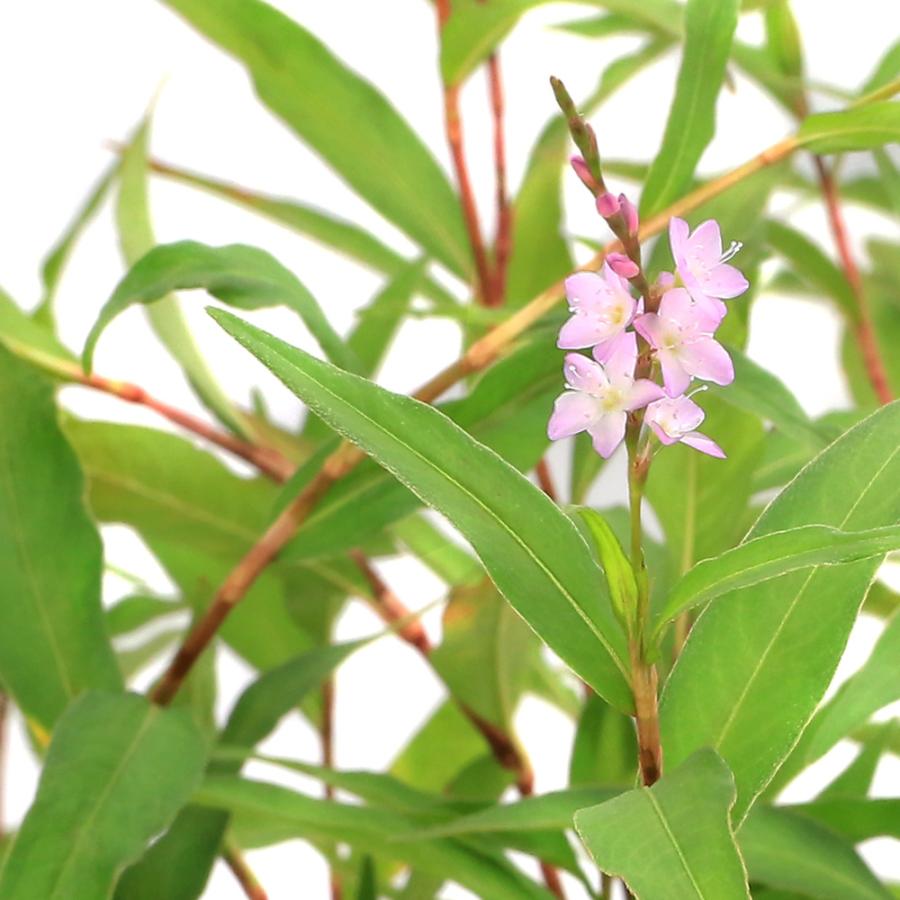 （ビオトープ）水生植物　サクラタデ（１ポット）　抽水植物（Yahoo!・チャーム charm ヤフー店）
